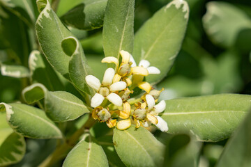 Pittosporum tobira is a species of sweet-smelling flowering plant in the pittosporum family Pittosporaceae, Australian laurel, Japanese pittosporum, mock orange and Japanese cheesewood. Monterey Park
