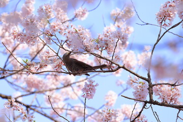 Brown-eared Bulbul (Hypsipetes amaurotis) a large, noisy and conspicuous bulbul with Cherry blossoms
