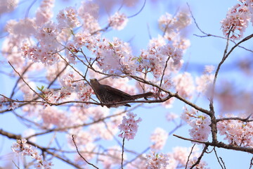 Brown-eared Bulbul (Hypsipetes amaurotis) a large, noisy and conspicuous bulbul with Cherry blossoms