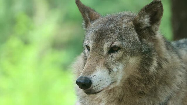 Close-up Portrait Of Gray Wolf (Canis lupus) With Bokeh Nature Background. 