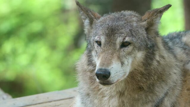 Large Canine Grey Wolf Portrait Close-up. 