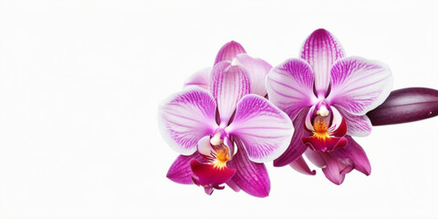 Naklejka premium Purple orchid flower isolated on white background