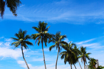 Photograph of palm trees lining a beautiful beach. Captures the tropical essence with clear blue skies and serene sandy shores