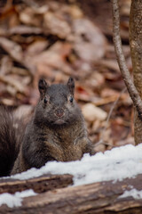 A brown squirrel on snowy log