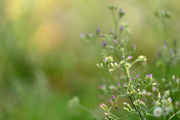 flowers in the meadow