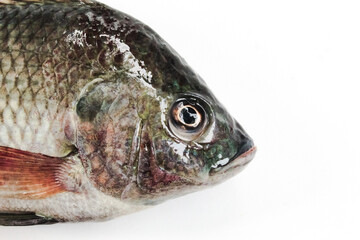 close up Oreochromis niloticus or tilapia fish isolated on white background