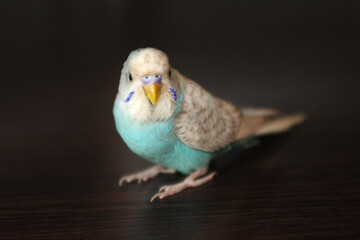 Beautiful blue budgie parrot sitting on the table