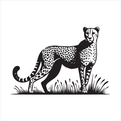 vector illustration of the asiatic cheeta on white background