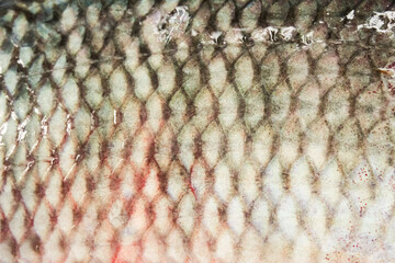 close up texture of freshwater fish scales © Insan