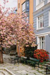 Kwitnąca wiśnia japońska na tle norweskiego domu w Bergen © neskama