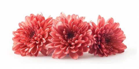 Macro shot of isolated coral aster on white backdrop.