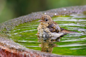 泉で水浴びをする可愛いキビタキ（ヒタキ科）の幼鳥。

日本国神奈川県秦野市、弘法山公園、権現山バードサンクチュアリにて。
2022年7月撮影。

A lovely juvenile Narcissus Flycatcher (Ficedula narcissina) bathing in a spring.
