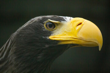 Head of steller's sea eagle.