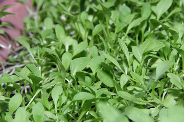 Texture of light green mustard leaves in the garden