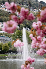 Kwitnące wiśnie w Bergen, Norwegia © neskama