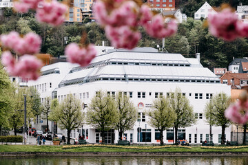 Kwitnące wiśnie w Bergen, Norwegia © neskama