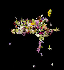 Fototapeta premium Colorful flower petals falling romantic black background isolated with real photo red, yellow, pink colorful flower petals flying. Love, romance floral spring season, wedding invitation