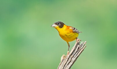 Black-headed Bunting (Emberiza melanocephala) migrates from Africa to Asia and Europe to breed in summer. The Tigris Valley in Diyarbakır is a good breeding ground for these birds. 