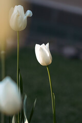 Macro close-up photo of white tulips.