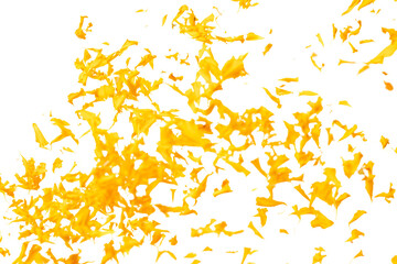 Yellow Marigold petals falling romantic white background isolated with yellow marigold flower petals flying. Religious floral spring season, ritual invitation yellow marigold petals in mid air