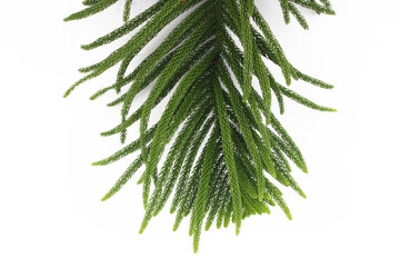 Green leaves of Norfolk pine tree isolated white background