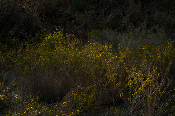 A bush of beautiful yellow flowers