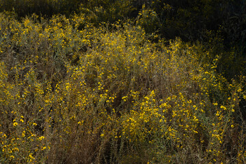 A bush of beautiful yellow flowers