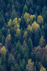 Forêt de sapins