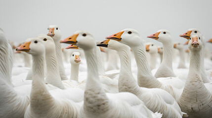 Fototapeta premium flock of geese