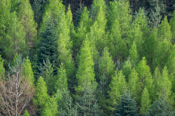 Forêt de sapins