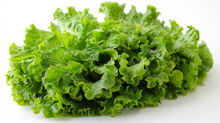 Fototapeta premium The vibrant green of the romaine lettuce leaves, crisp and slightly curled at the edges, isolated.