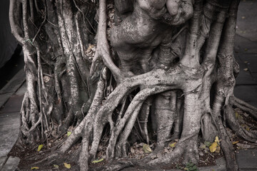Banyan tree roots that grow everywhere Until it can wrap around the original tree that was previously attached to it until it dies.