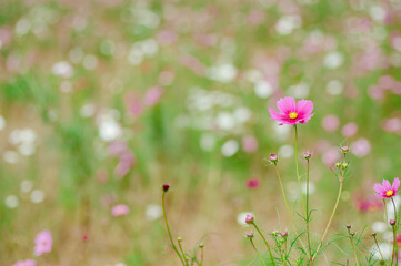 秋の野原に咲くピンクのコスモスの花