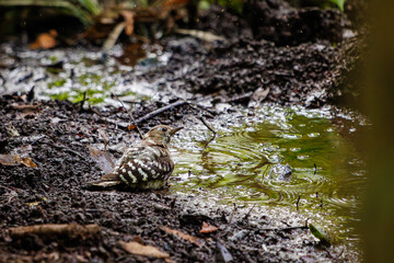 泉で水浴びをする可愛いコゲラ（キツツキ科）。

日本国神奈川県秦野市、弘法山公園、権現山バードサンクチュアリにて。
2022年7月撮影。

A lovely Japanese pygmy woodpecker (Dendrocopos kizuki) bathing in a spring.
