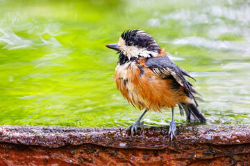 泉で水浴びをする可愛いヤマガラ（シジュウカラ科）。

日本国神奈川県秦野市、弘法山公園、権現山バードサンクチュアリにて。
2022年7月撮影。

A lovely Varied Tit (Sittiparus varius) bathing in a spring.

