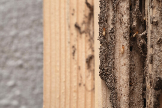 Group of the small termite destroy timber, termites eat wood and destroy buildings, termite workers,  termites walk in the nest