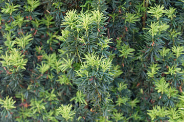 Texture naturelle pin et sapin, verte 