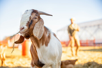 Sun-kissed goats: A sunny day highlights the playful energy of goats on a bustling farm.
Goat...