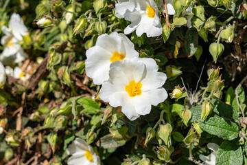 Obraz premium Cistus salviifolius, sage-leaved rock-rose, salvia cistus or Gallipoli rose, is a shrub of the family Cistaceae. Plants at Griffith Observatory, Los Angeles, California