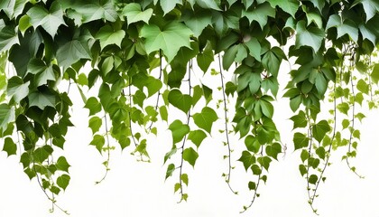 A group of lush green ivy vines hanging against a white background. The vibrant green leaves create a striking contrast, emphasizing their natural beauty and fresh appearance. 