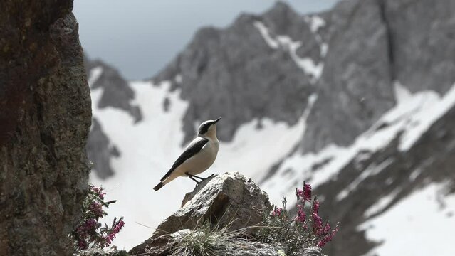 wheatear (Oenanthe oenanthe ) Culbianco