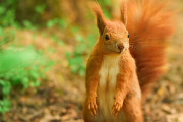 Fototapeta premium A red squirrel stands in the forest. Sunlight highlights its fur.