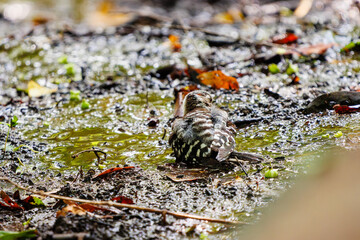 泉で水浴びをする可愛いコゲラ（キツツキ科）。

日本国神奈川県秦野市、弘法山公園、権現山バードサンクチュアリにて。
2022年7月撮影。

A lovely Japanese pygmy woodpecker (Dendrocopos kizuki) bathing in a spring.
