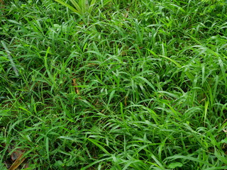 Green grass is wet and full of water drops during rainy season, The freshness of rain