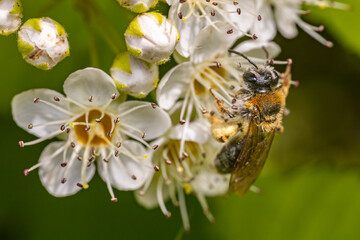 Detailed close-up of a bee pollinating white flowers with yellow centers and delicate stamens. The image captures the intricate details of the bee and the flowers, set against a blurred
