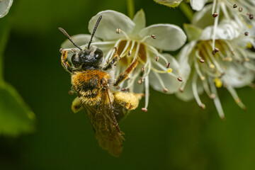 Detailed close-up of a bee pollinating white flowers with yellow centers and delicate stamens. The image captures the intricate details of the bee and the flowers, set against a blurred