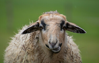 A close-up of a sheep chewing its cud and locking eyes with the photographer.A curious sheep caught mid-chew, seemingly questioning the camera with a blurred background