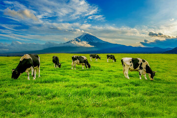 A majestic scene from Japan: cows graze peacefully on a vibrant green field, with the iconic peak...
