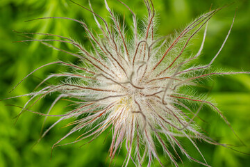 Detailed close-up of a fuzzy seed head with intricate, delicate filaments, set against a vibrant green background. The image captures the fine texture and natural beauty of the plant.
