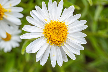 white daisy with dew drops on its petals, highlighting its vibrant yellow center. The fresh flower is set against a blurred green background.